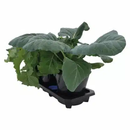 Auto3XL Tray System - Image 6
