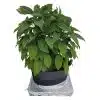 PlantSkirt - Image 4