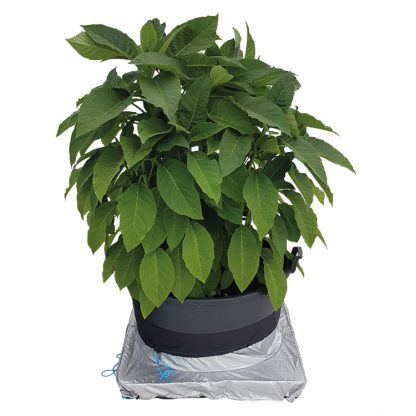 PlantSkirt - Image 4