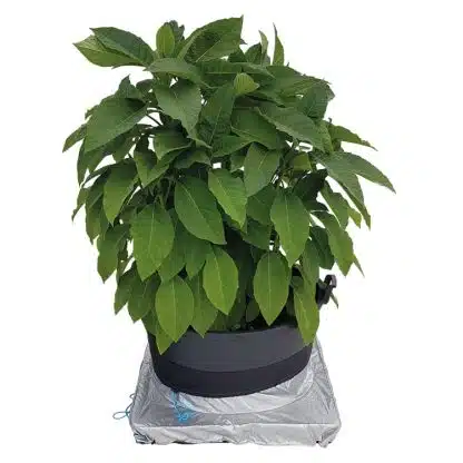 PlantSkirt - Image 4
