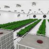 easy2grow 80 - Image 2